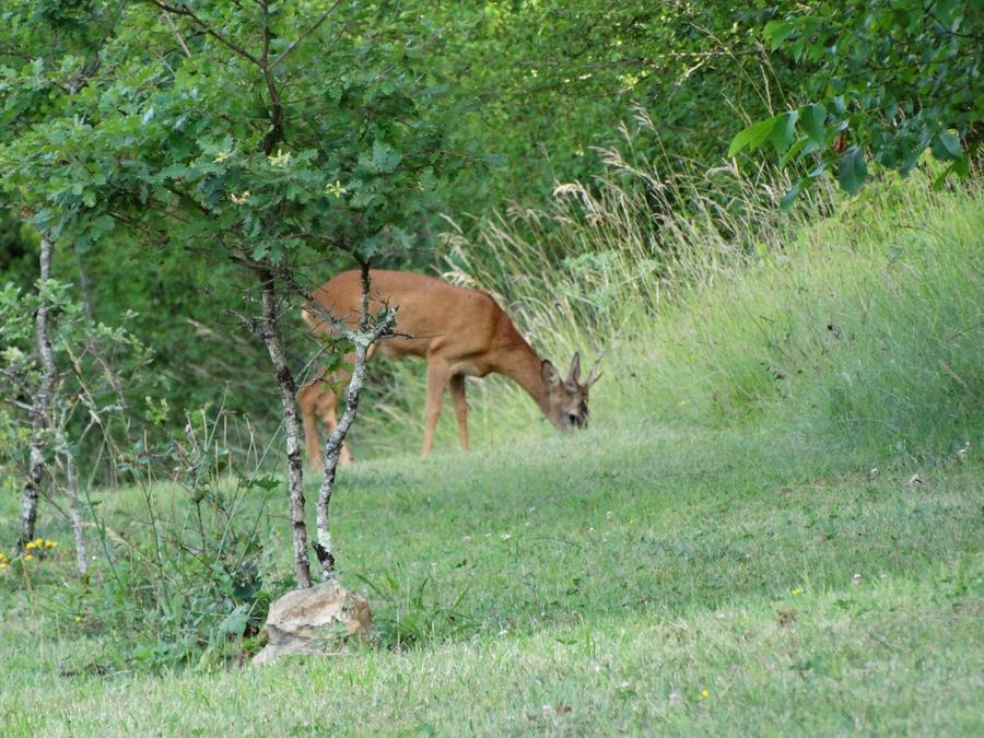 Hébergement 2 personnes - Roulotte de charme La Mésange 9