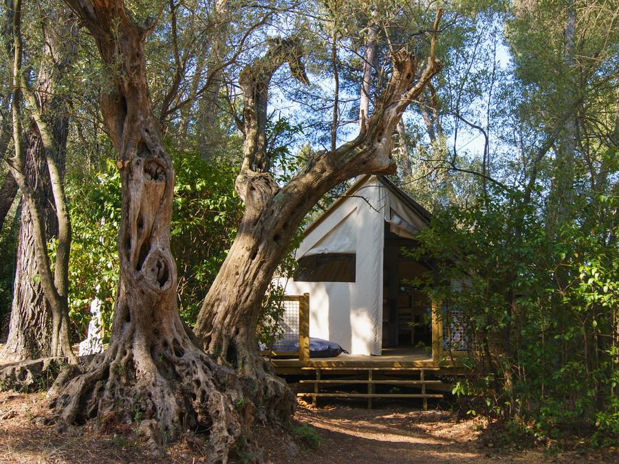 Lodge 5 personnes - Lodge CANNELLE 21m² (2 chambres) 13