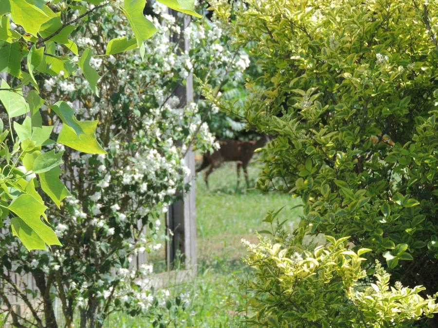 Chalet 4 personnes - CANTAL 3