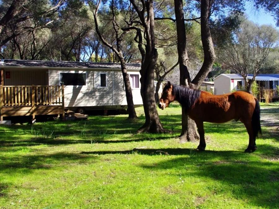 Mobilhome 6 personnes - Cottage 3 chambres 5