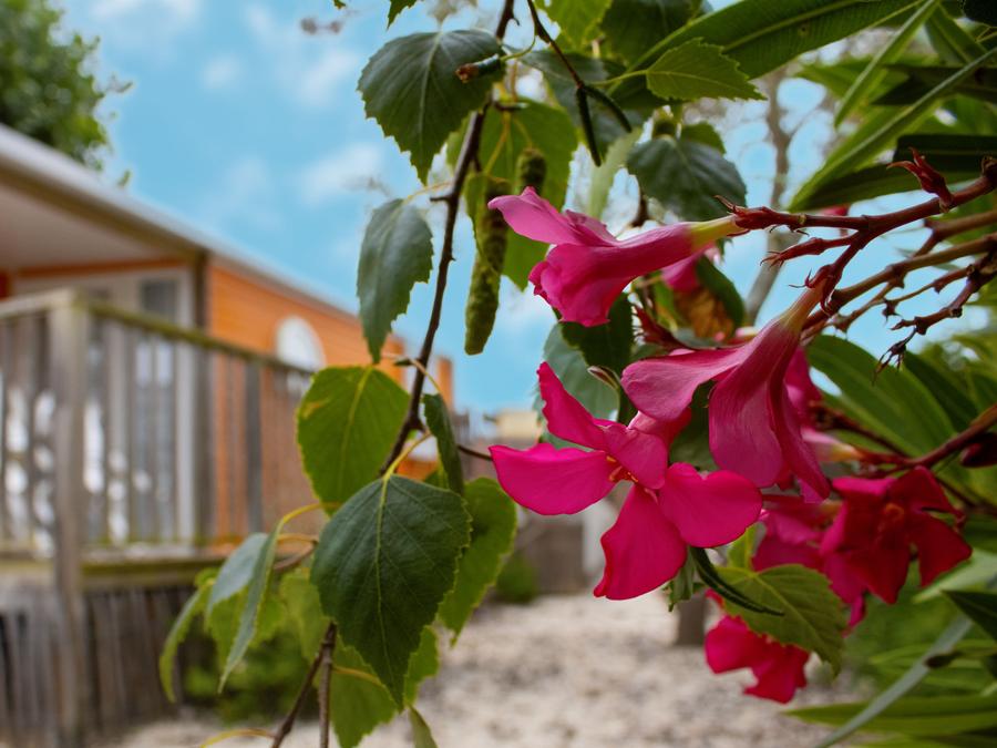 Mobilhome 4 personnes - Cottage GOYAVE - 25m² - terrasse intégrée semi-couverte - 2 chambres 4 pers 7