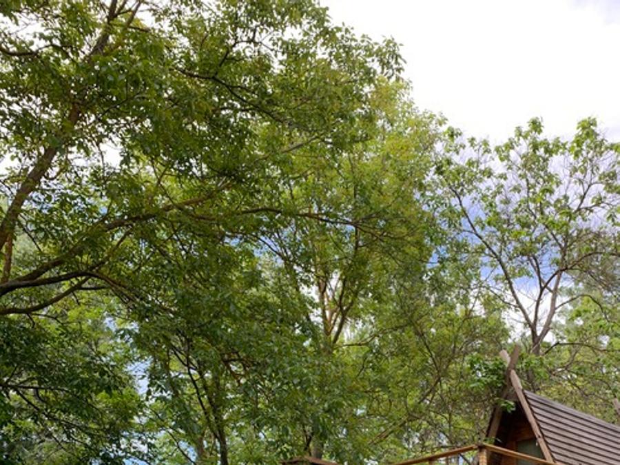 Chalet 2 personnes - Cabane perchée Noyer - sans douche - avec wc et kitchenette 1