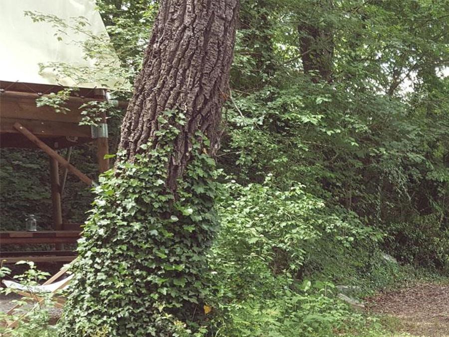 Hébergement 2 personnes - Cabane Bivouac sur pilotis sous les arbres 6