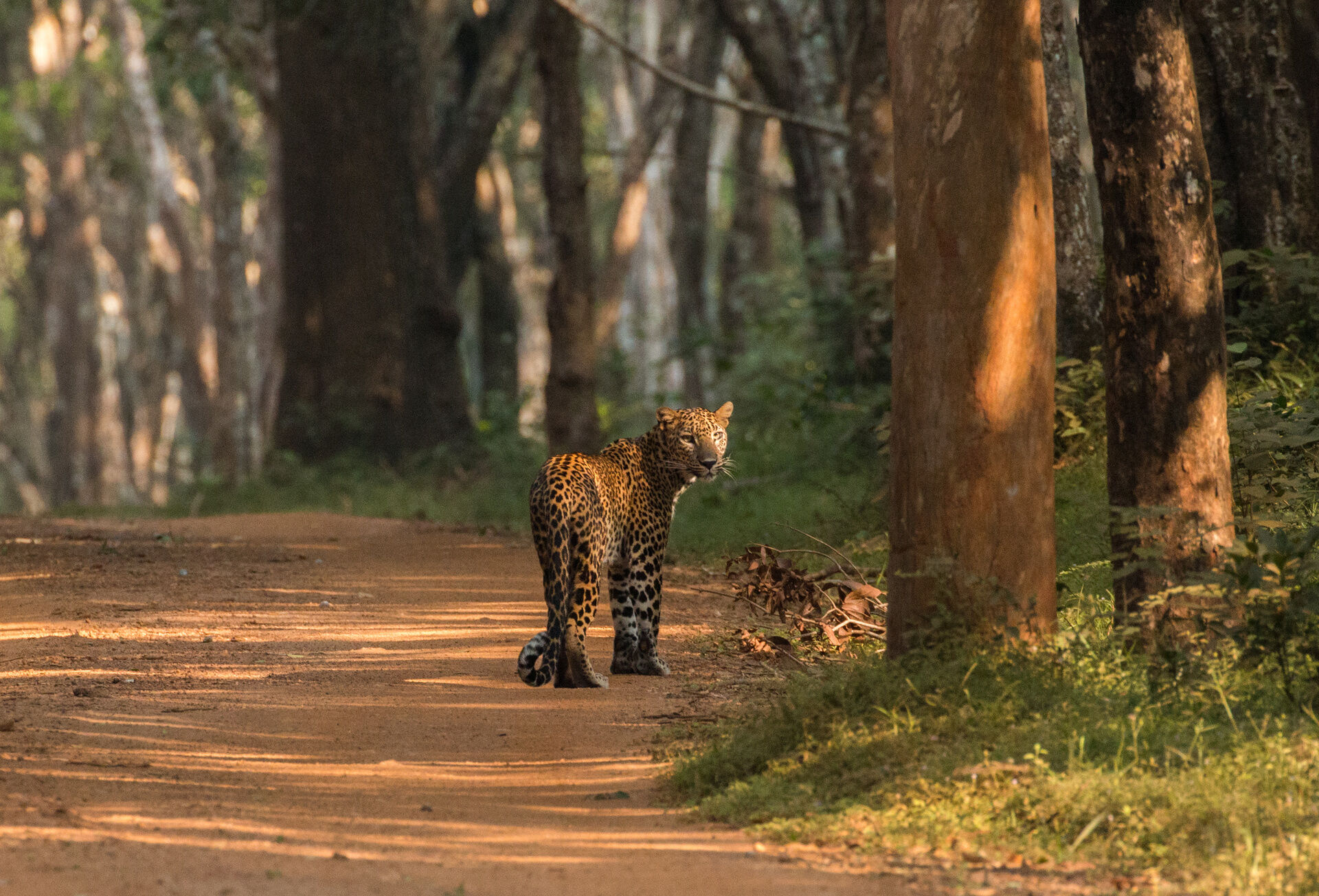 ANURADHAPURA - PARC NATIONAL DE WILPATTU - ANURADHAPURA 0