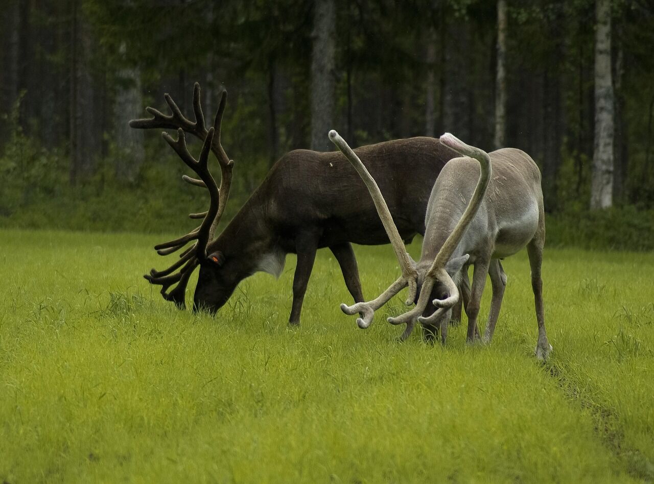 VOL VERS KUUSAMO - HOSSA 0