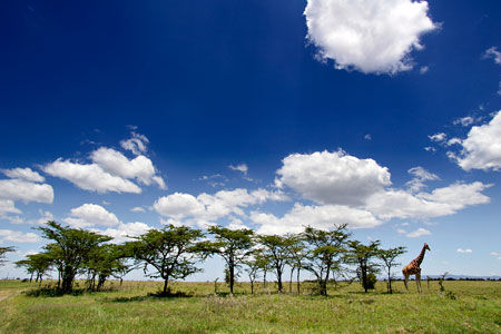 Hôtel Neptune Palm Beach Boutique Resort & Spa 4* + Safari Tsavo East/West