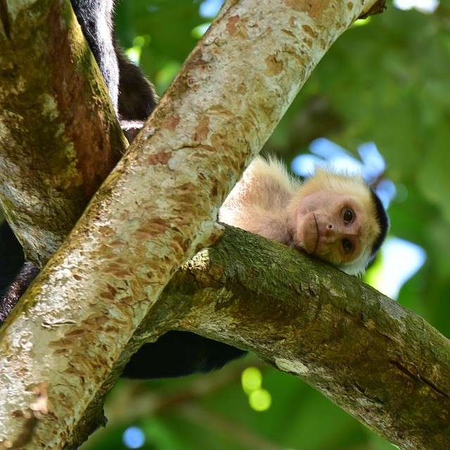 Jour 14: MANUEL ANTONIO  0