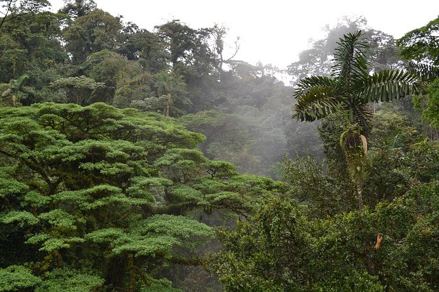 Jour 8: MONTEVERDE > SAN JOSE (environ 4h30 de route) 0