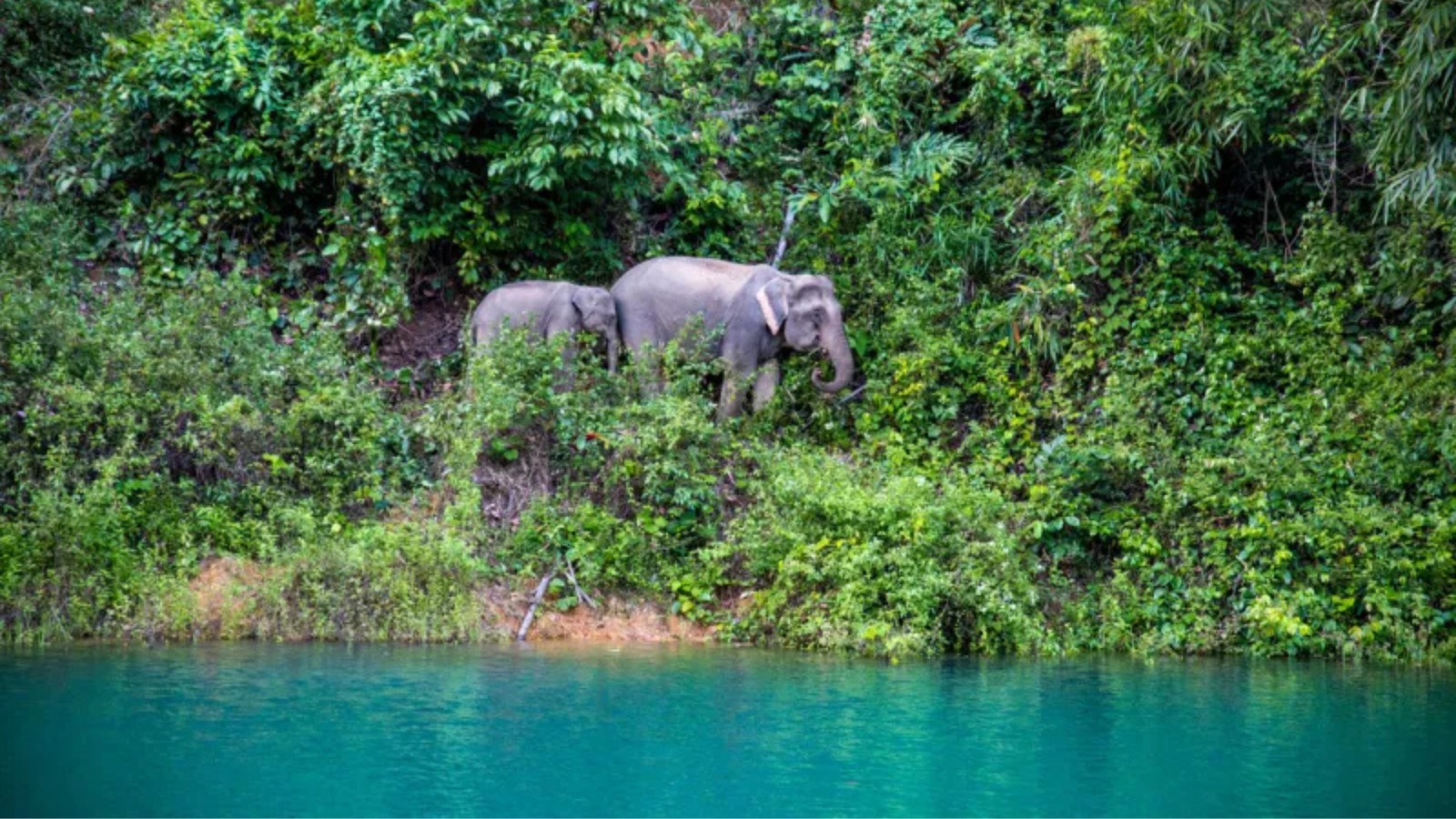 Jour 7: Au Cœur de la Jungle 0