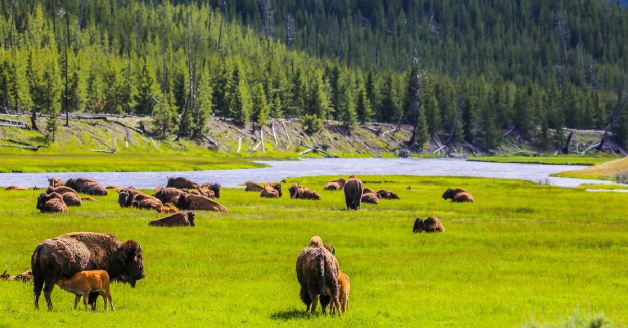 Jour 10: Yellowstone / Grand Teton / Idaho Falls 420 km  0