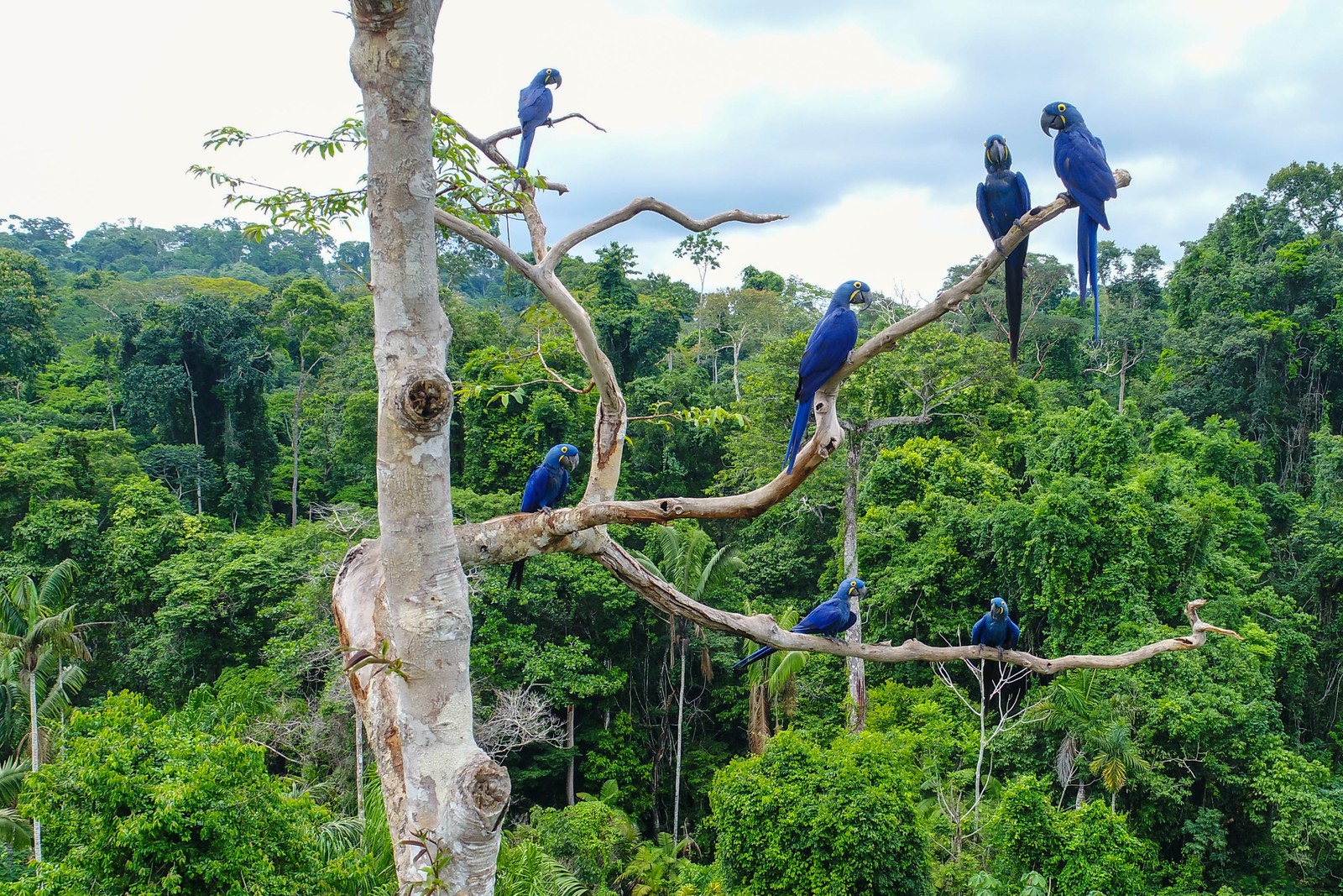 Jour 12: AMAZONIE > MANAUS > SAO PAULO 0
