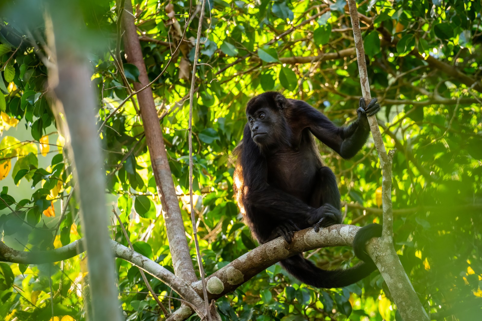 Jour 6: PANAMA CITY - PARC NATUREL GAMBOA - PANAMA CITY  0