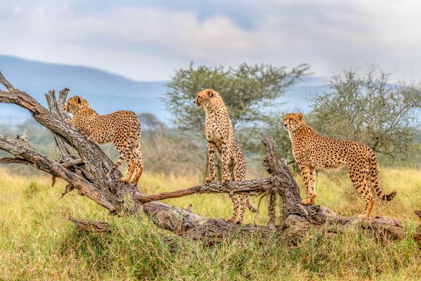 Circuit Pré-voyage Cap Town & Splendeurs du Parc Kruger - Limité à 24 pers.