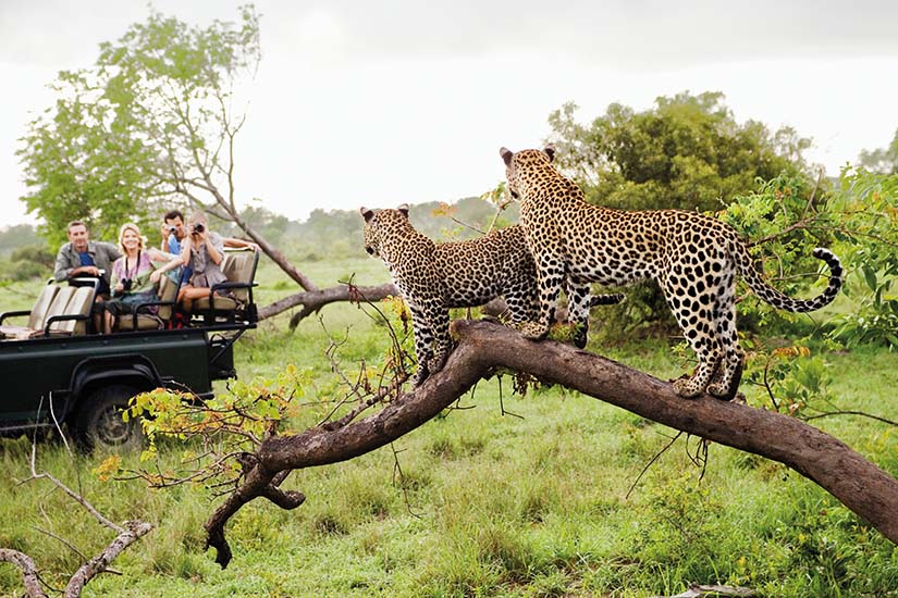 Circuit Les Plus Beaux Safaris d'Afrique