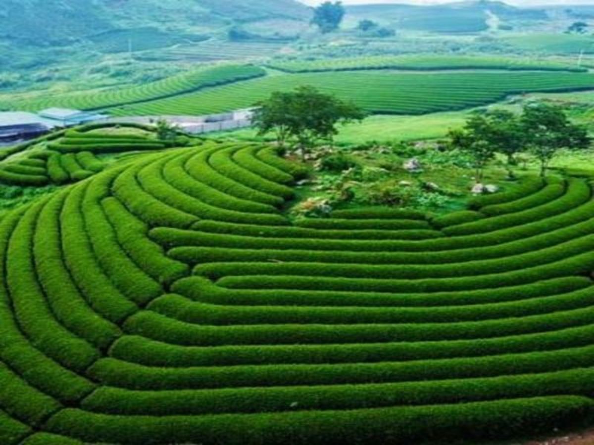 Hanoi > Moc Chau 0