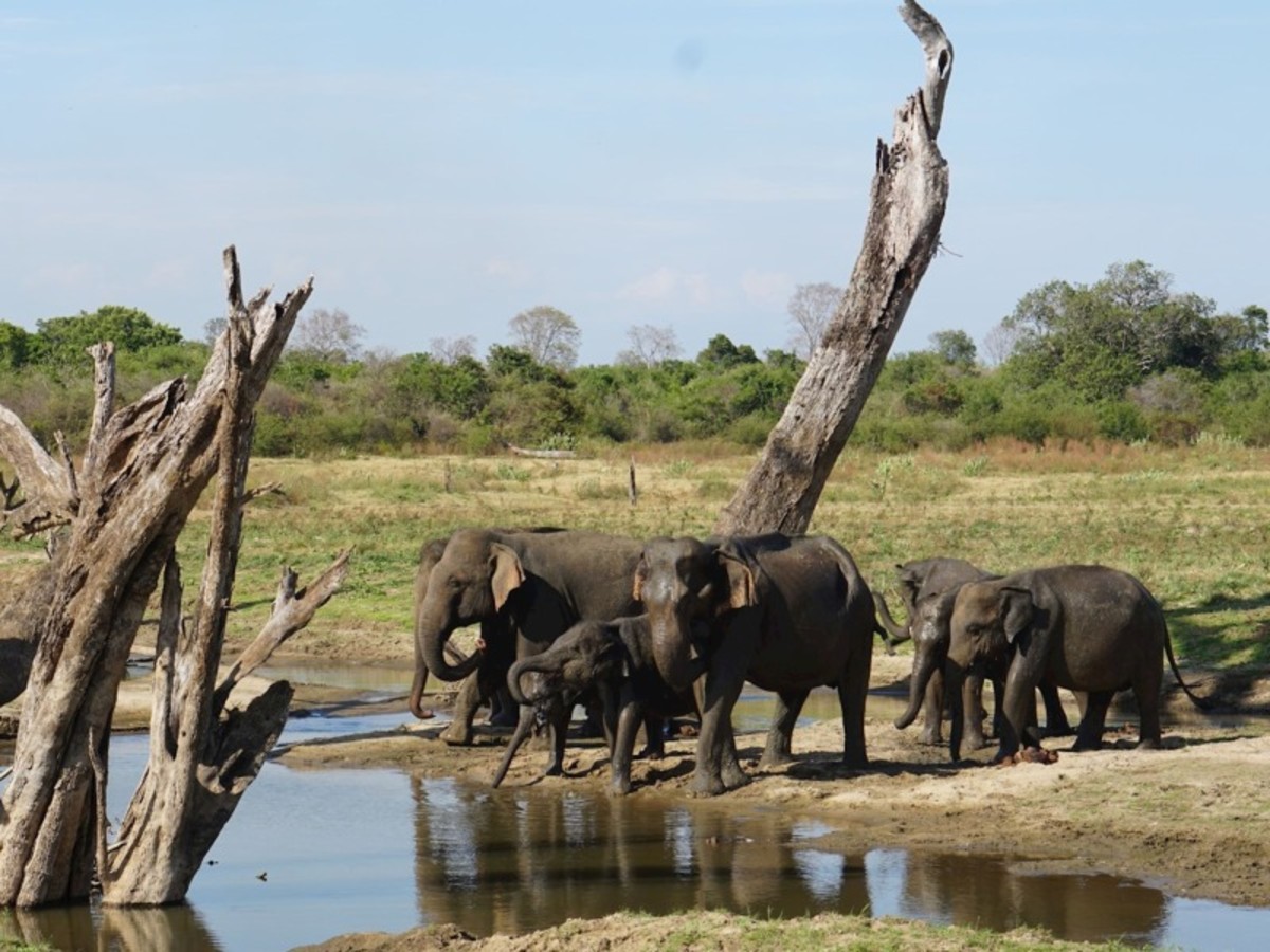 Udawalawe > Elephant Transit Home > Wadduwa (Env. 135 Km) 0