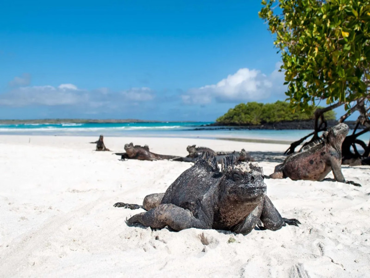 Santa Cruz / Galapagos : En Option, Excursion à Tortuga Bay Et Station/Musée De Charles Darwin 0