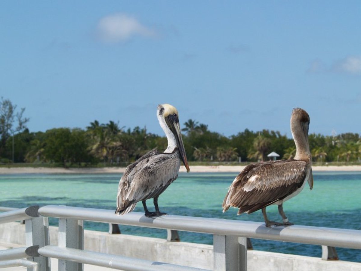 Miami – Key West (260 Km – 5h) 0