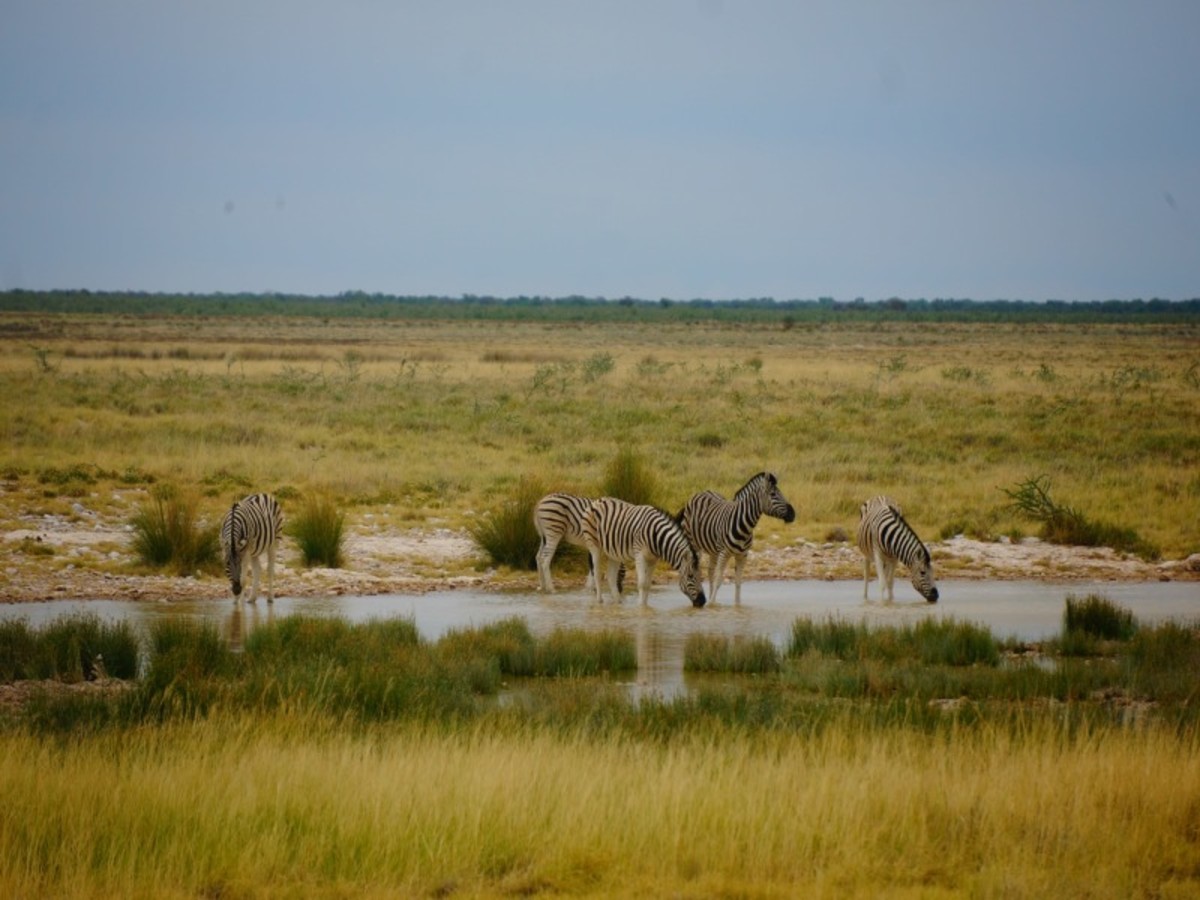 Windhoek > Parc D’etosha (Région Est) (500 Km) 0