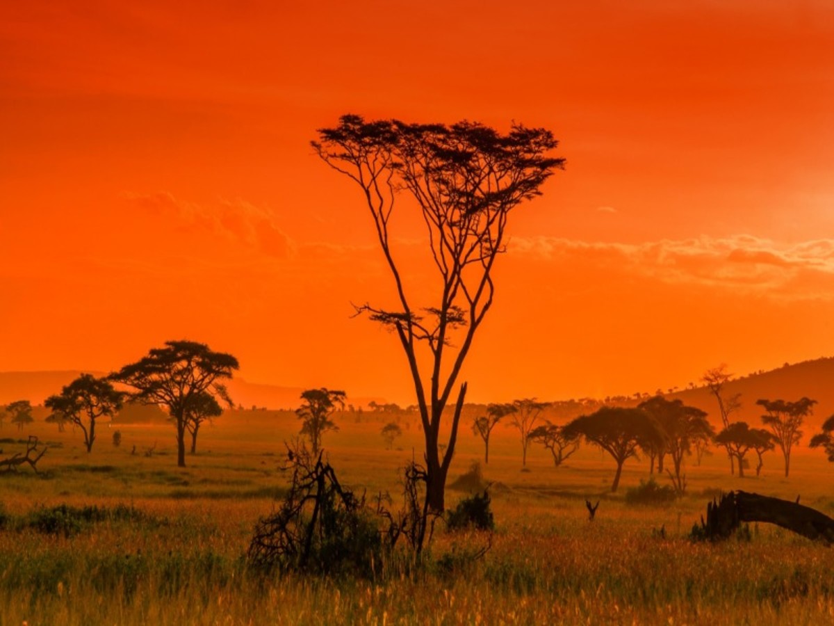 Le Parc National Du Serengeti 0