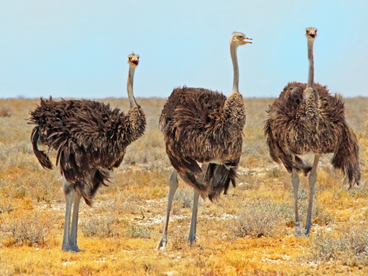 Parc National D’etosha (Région Centre Et Sud) (200 Km) 0