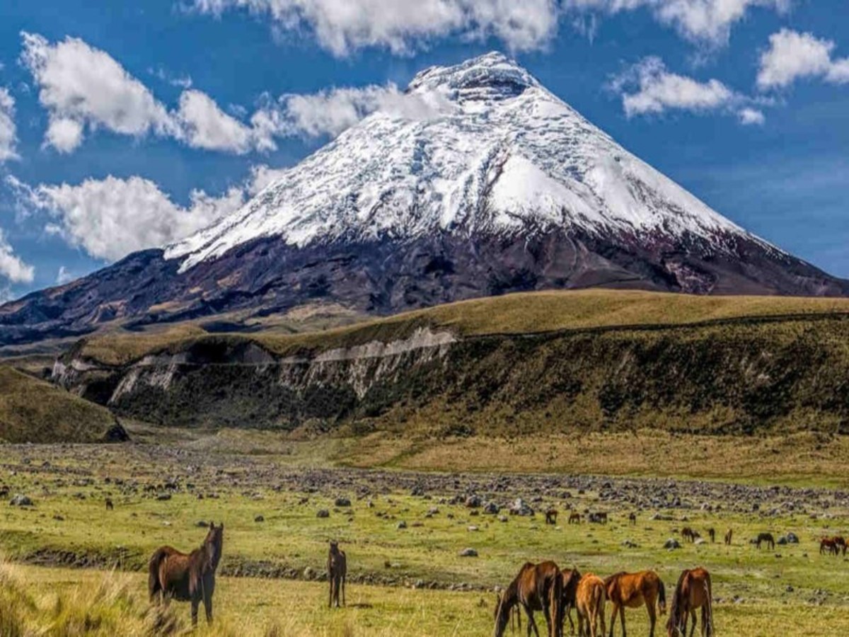 Cotopaxi : Visite Du Parc Et Du Volcan, Déjeuner Au Refuge Restaurant / Riobamba 0