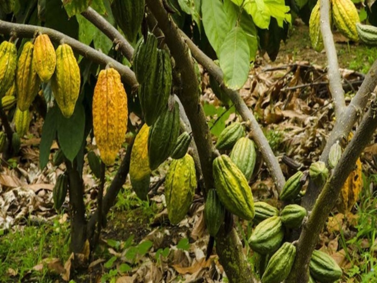 Cuenca / Guayaquil: Parc National El Cajas – Plantation De Cacao – Guayaquil 0