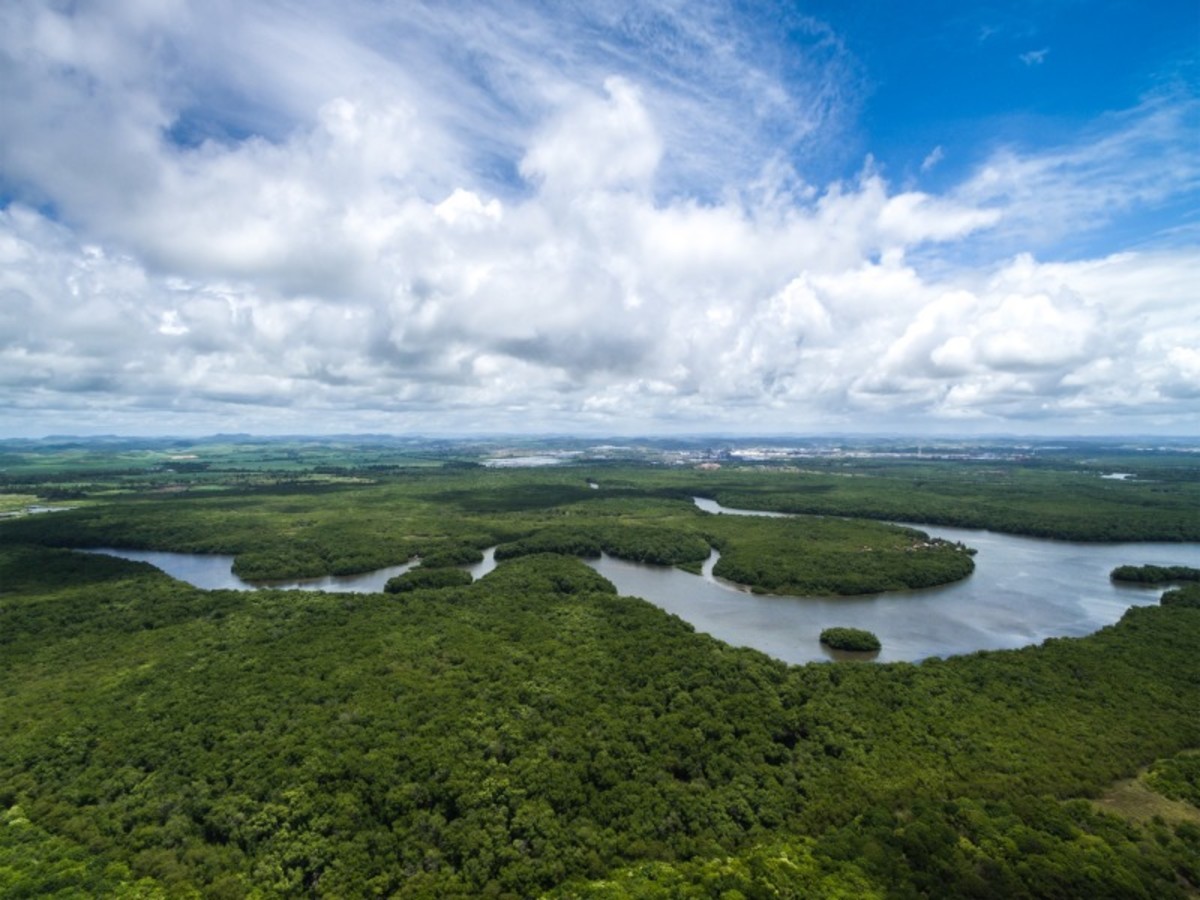 Amazonie 0