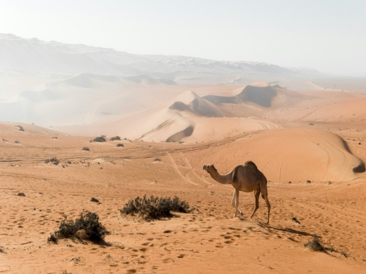 Nizwa – Jabrin – Bahla – Al Manzifat – Wahiba (Env. 295 Km) (Circuit En Pension Complète) 0