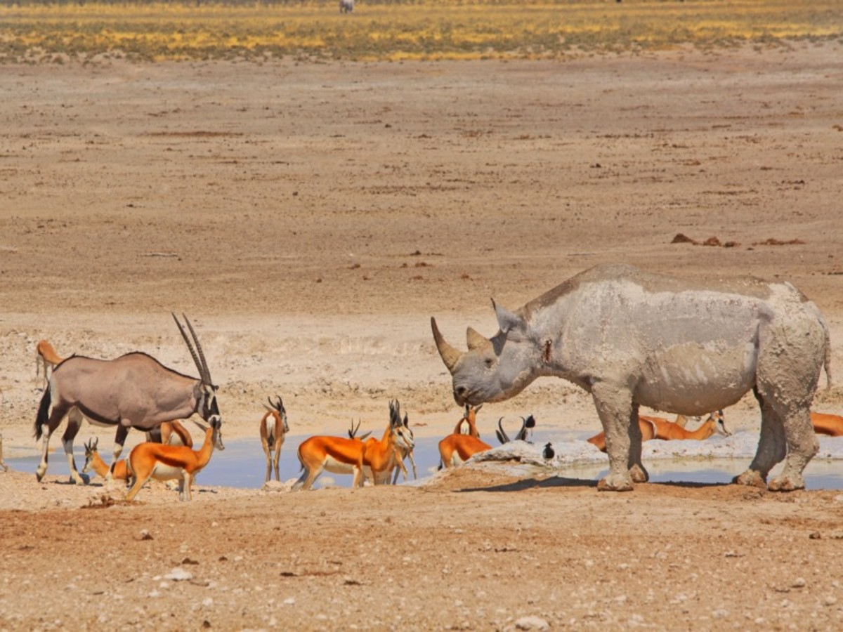 Windhoek > Etosha Est (300 Km) 0