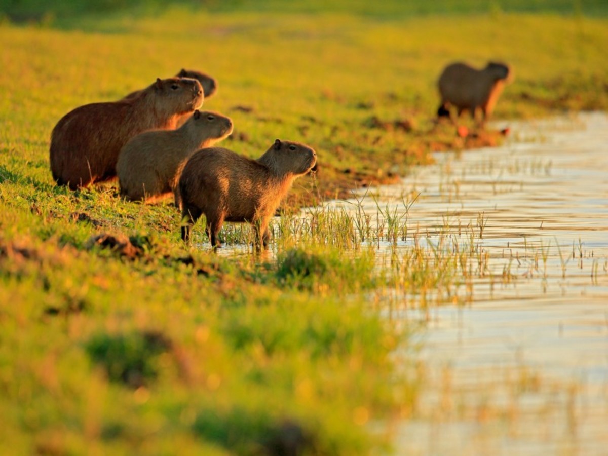Pantanal / Campo Grande 0