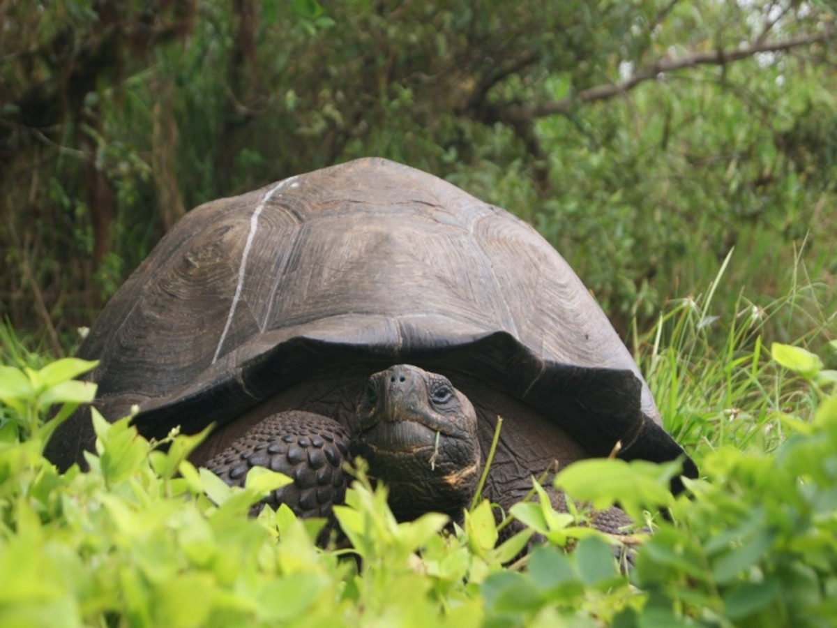Départ Pour L'île De Santa Cruz Aux Galapagos 0