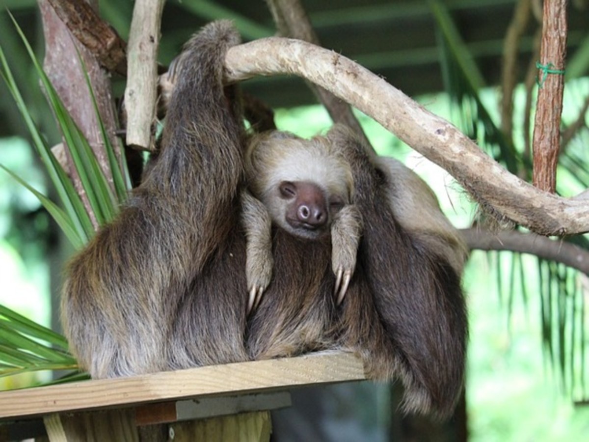 Lundi / Panama City / Parc National Gamboa 0