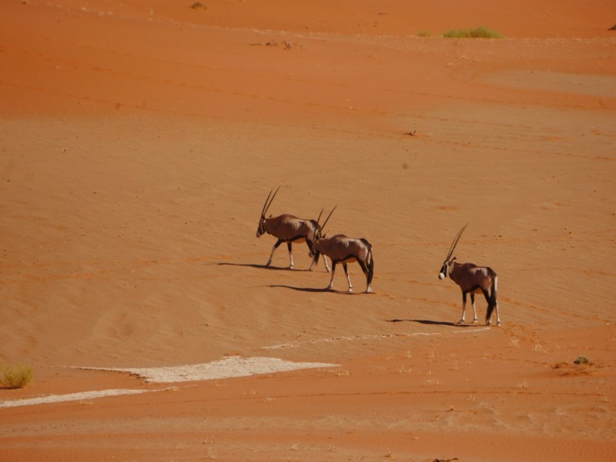 Desert Du Namib (150 Km) 0
