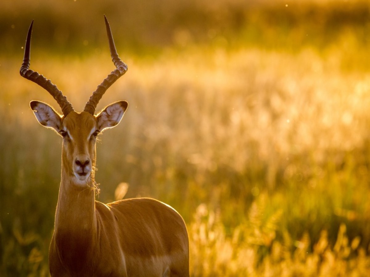 Kongola > Ngoma > Parc De Chobe (230 Km) 0