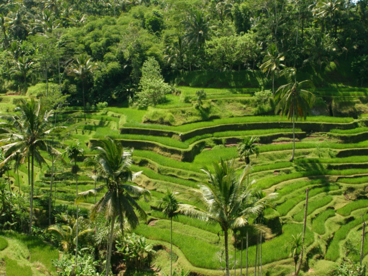 Denpasar Ubud 0