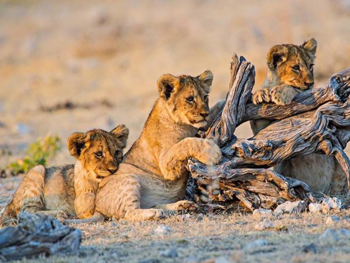 Etosha (180 Km) 0