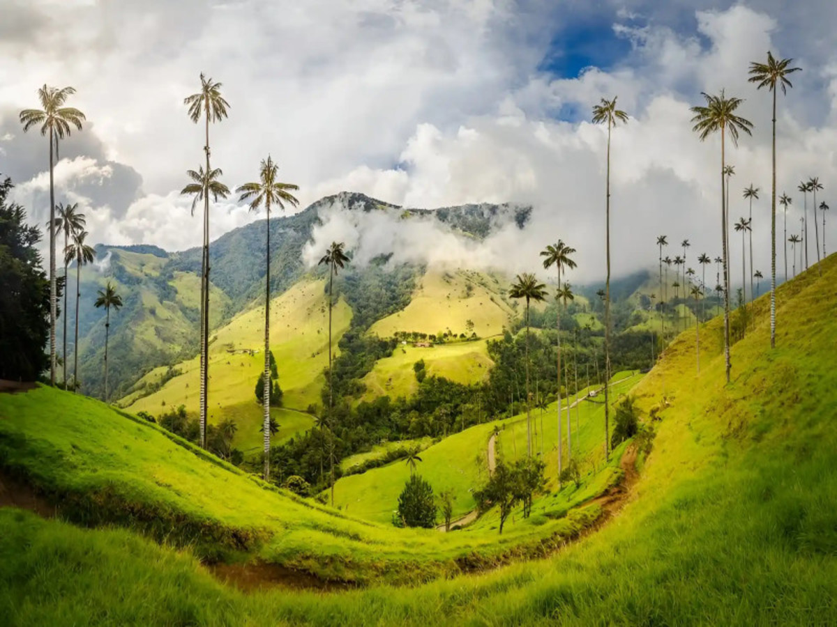 Tour « Le Charme Des Andes » (Salento, Filandia Et Vallée De Cocora) 0