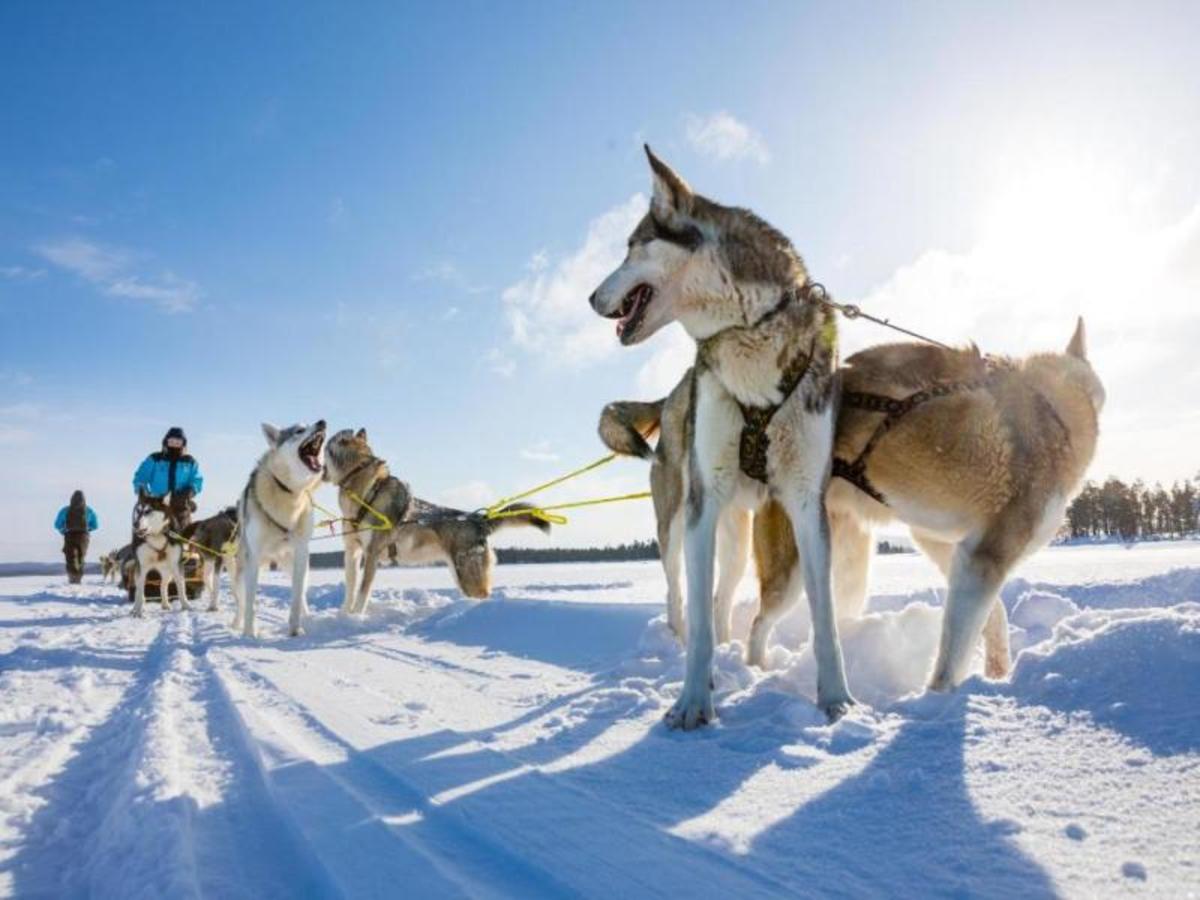 Aventure En Chiens De Traîneau & Détente Arctique 0