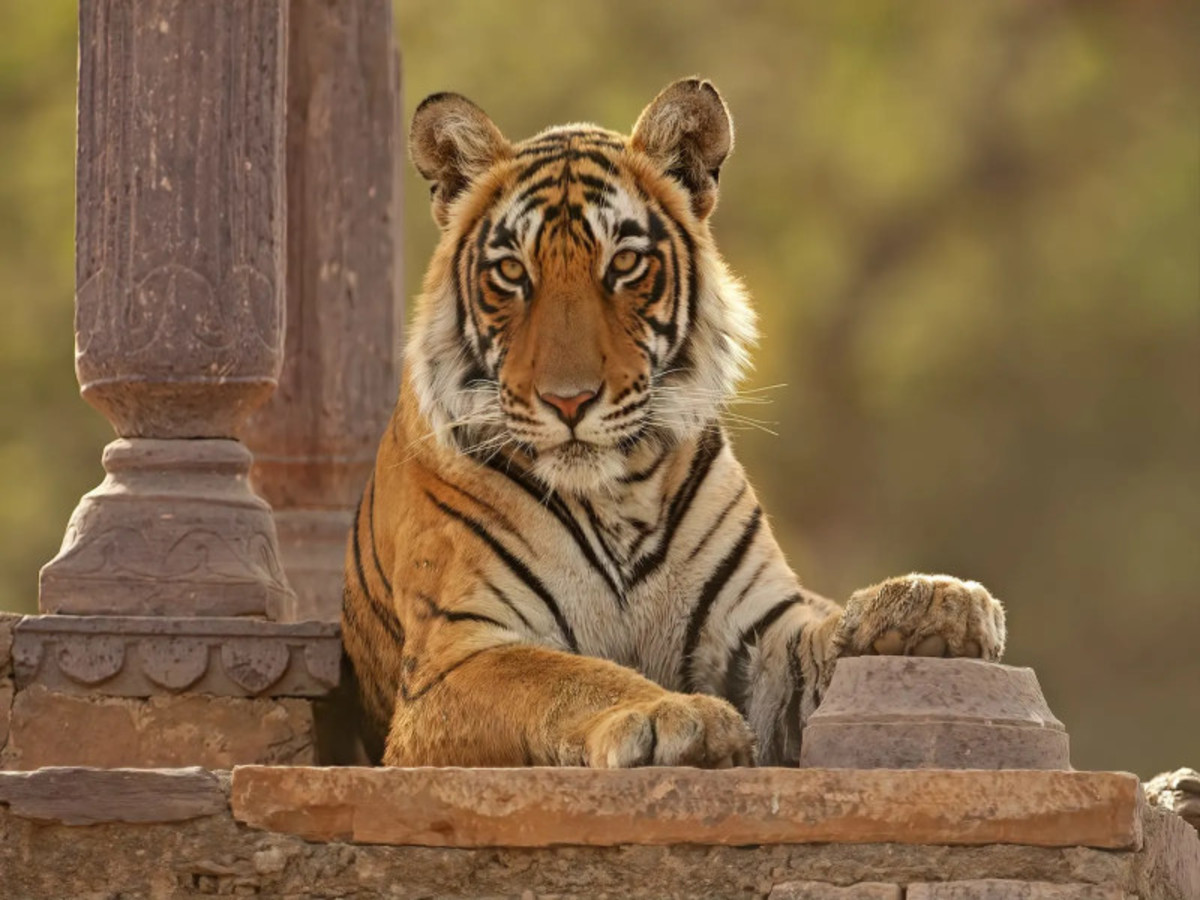 Ranthambore, Sur Les Traces Du Tigre Du Bengale 0