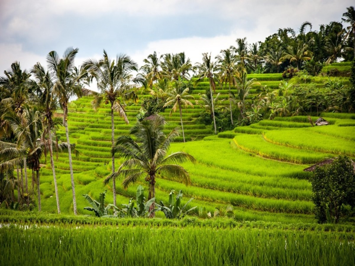 Ubud – Jatiluwih – Bedugul – Lac Bratan – Ubud 0