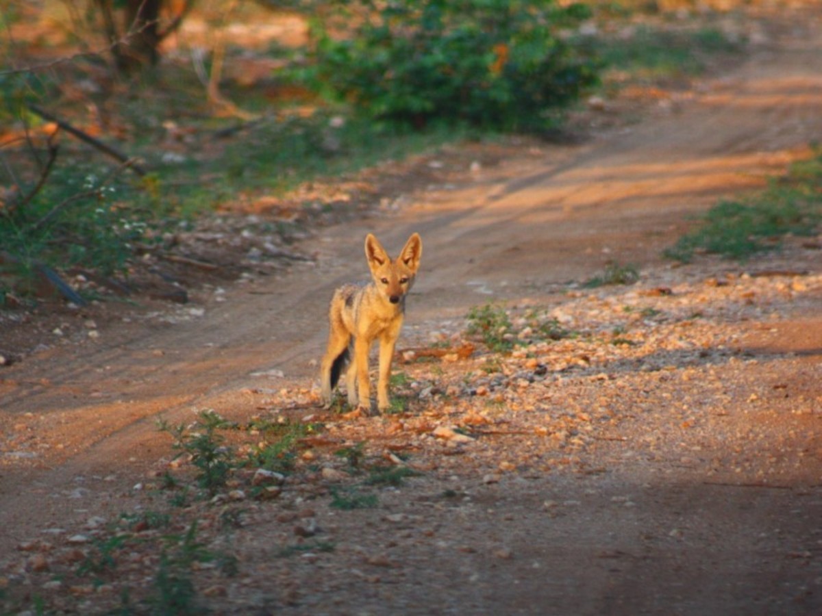 Swaziland Kruger 0