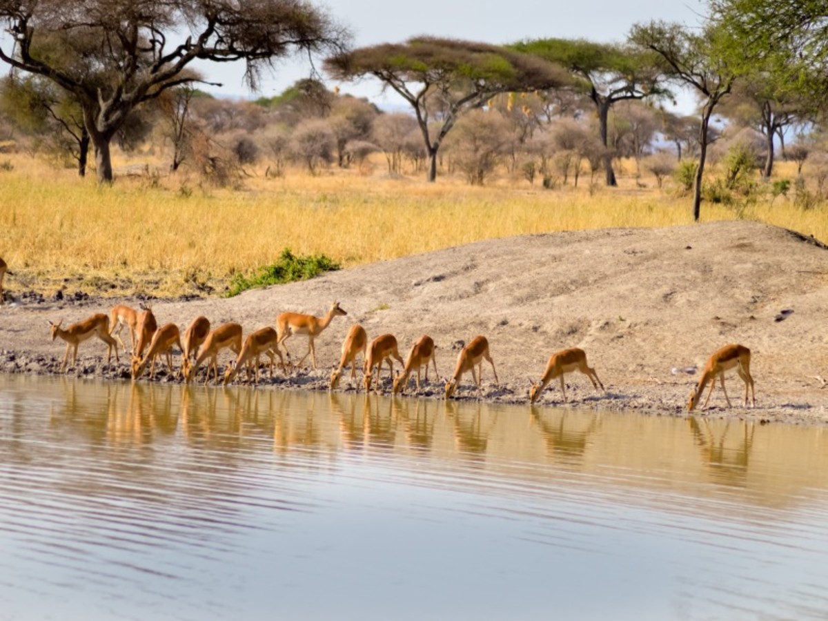 Arusha > Tarangire > Karatu (140 Km) 0