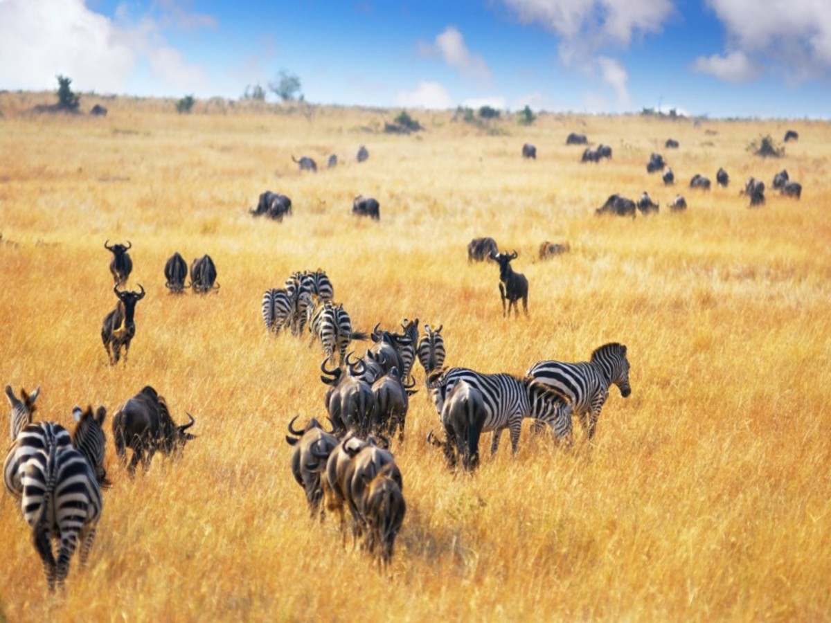 Nairobi > Masai Mara (250 Km) 0