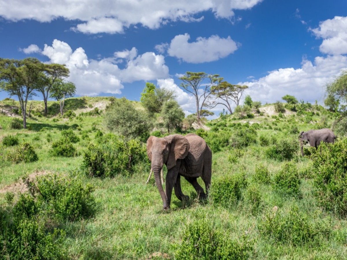 Karatu > Parc National De Tarangire 0