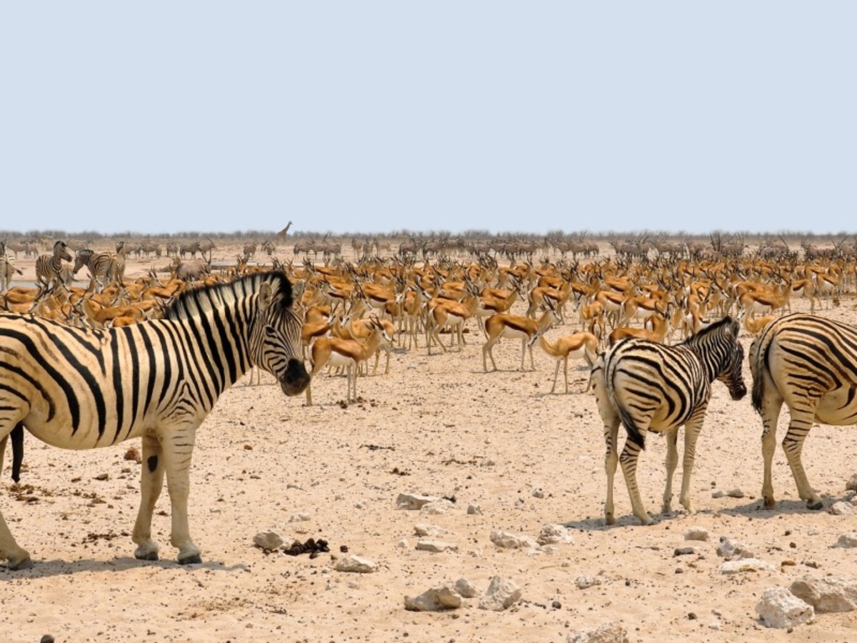 Otjiwarongo Etosha (505 Km) 0
