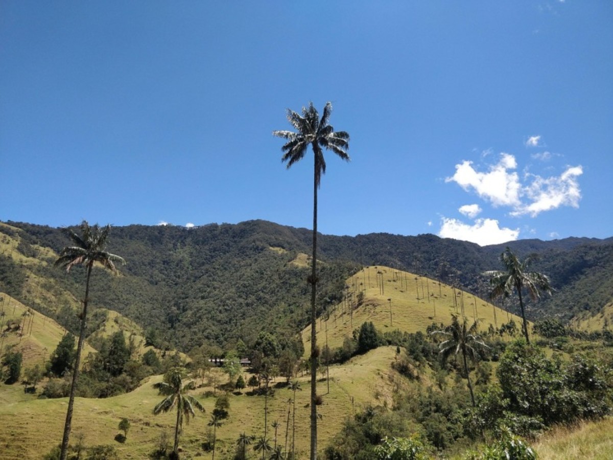 Région Du Cafe: Visite De Salento, Vallée De Cocora Et Filandia 0