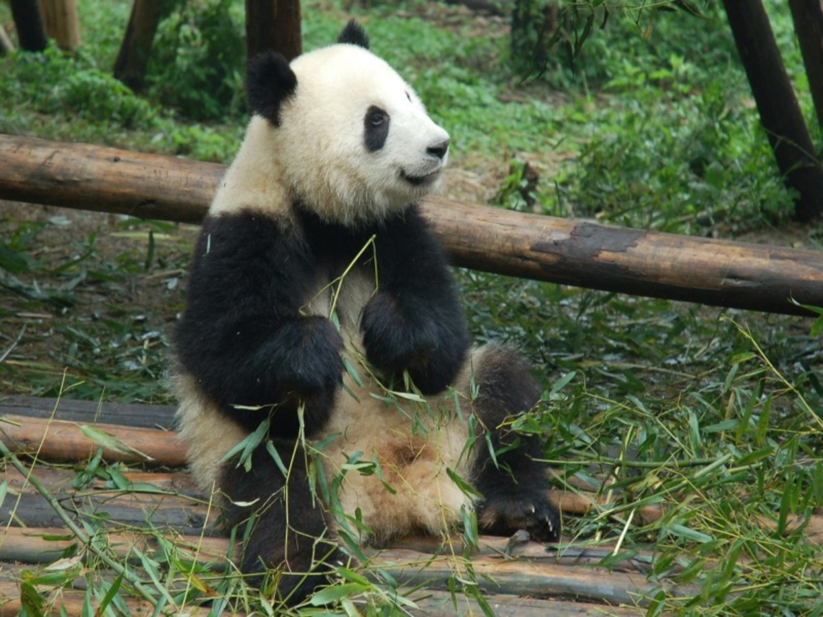 Chengdu – Excursion D’une Journée (8h) Avec Guide Francophone & Véhicule Privés 0
