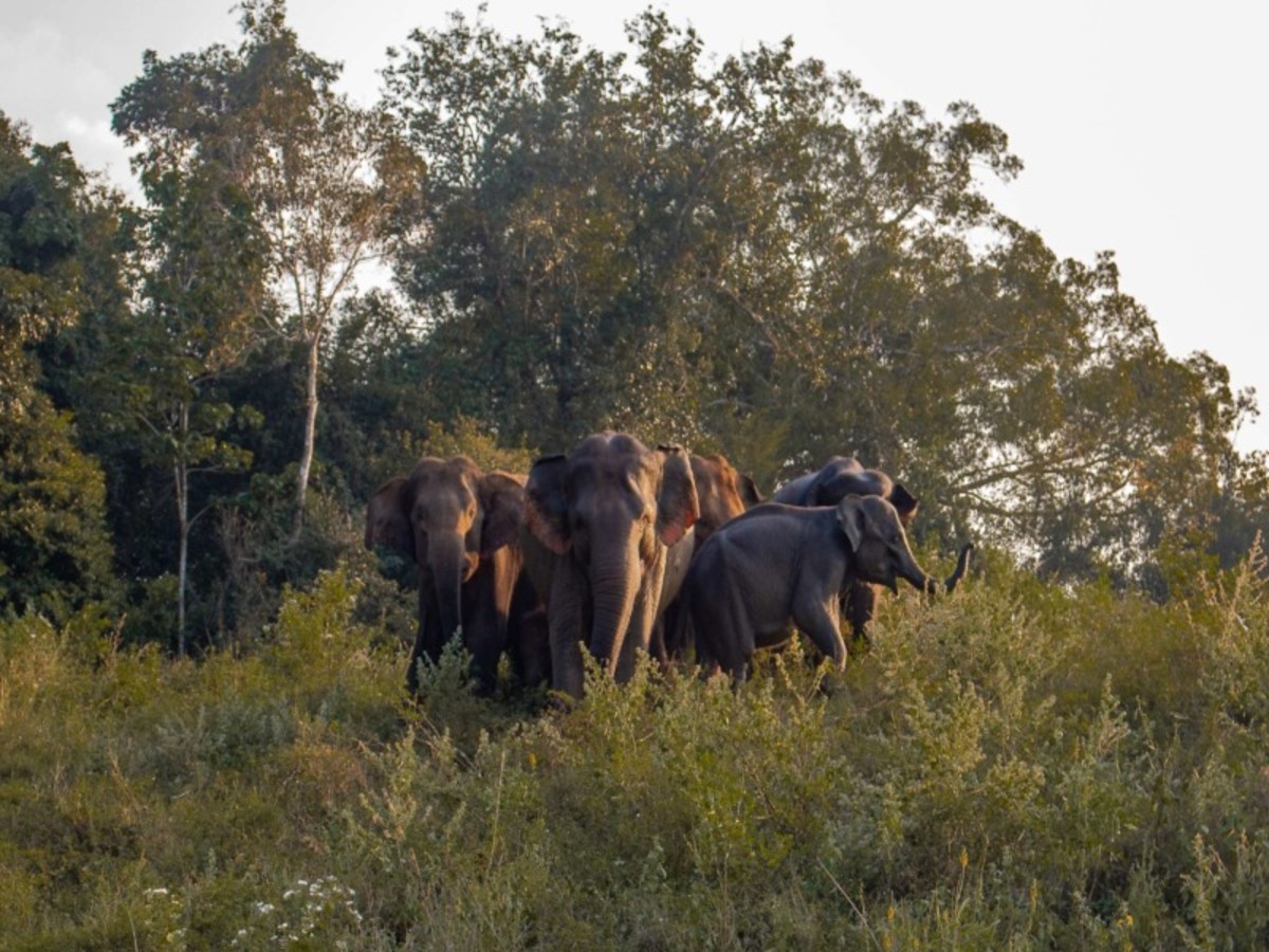 Mandaramnuwara > Gal Oya (Env. 170 Km) 0
