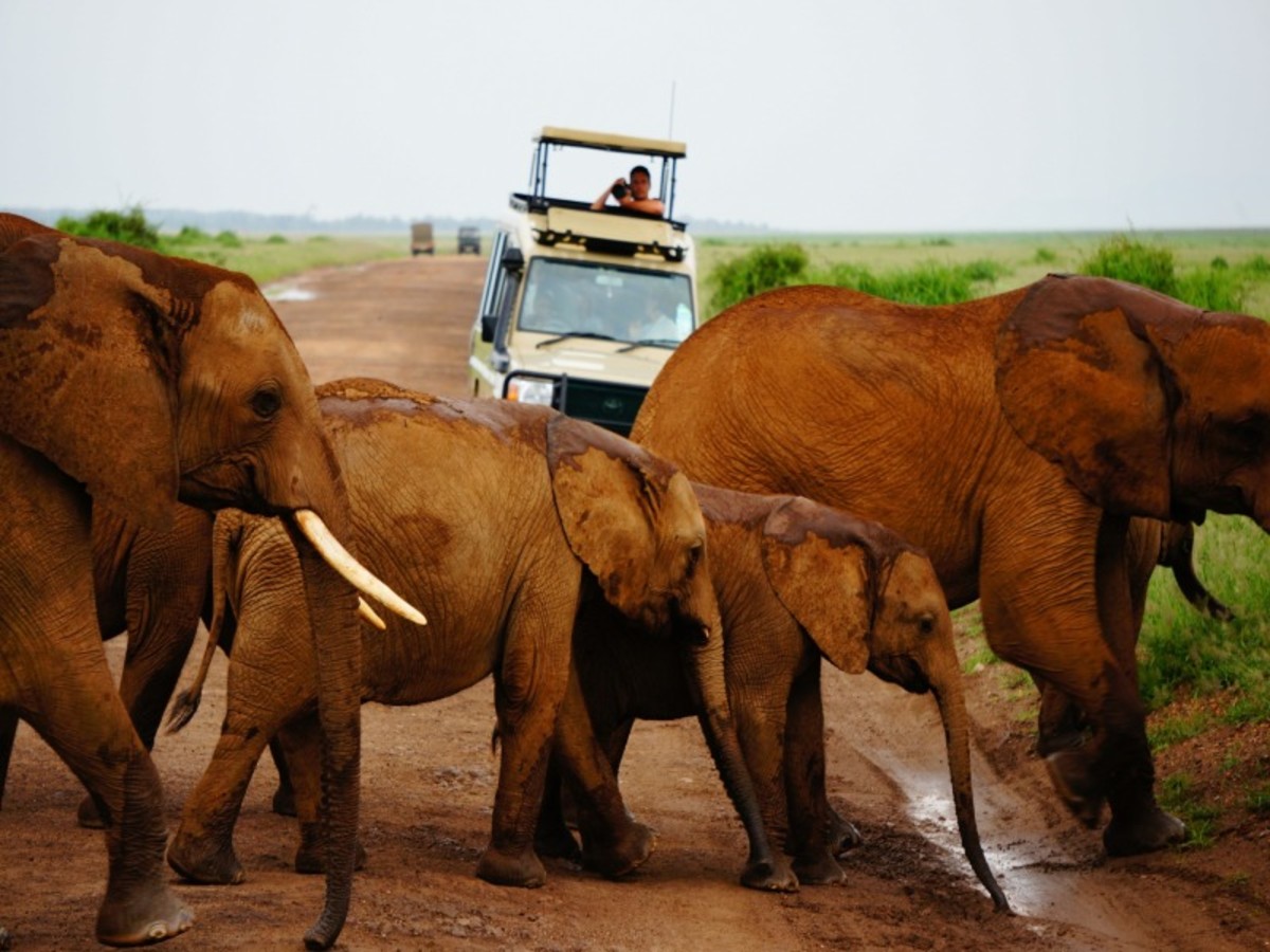 Amboseli 0